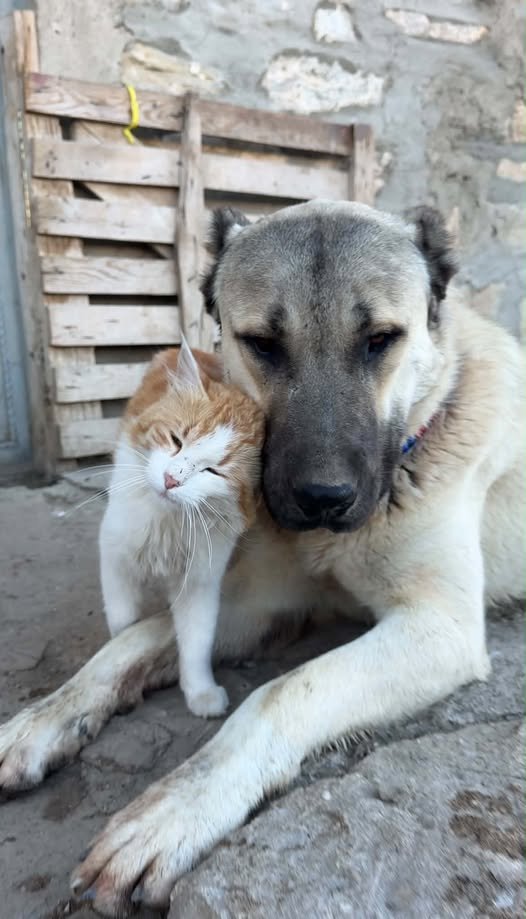 kedi RIFKIyı tanıdınız mı?.... Yanındaki de arkadaşı KASAP😍😍😍😍