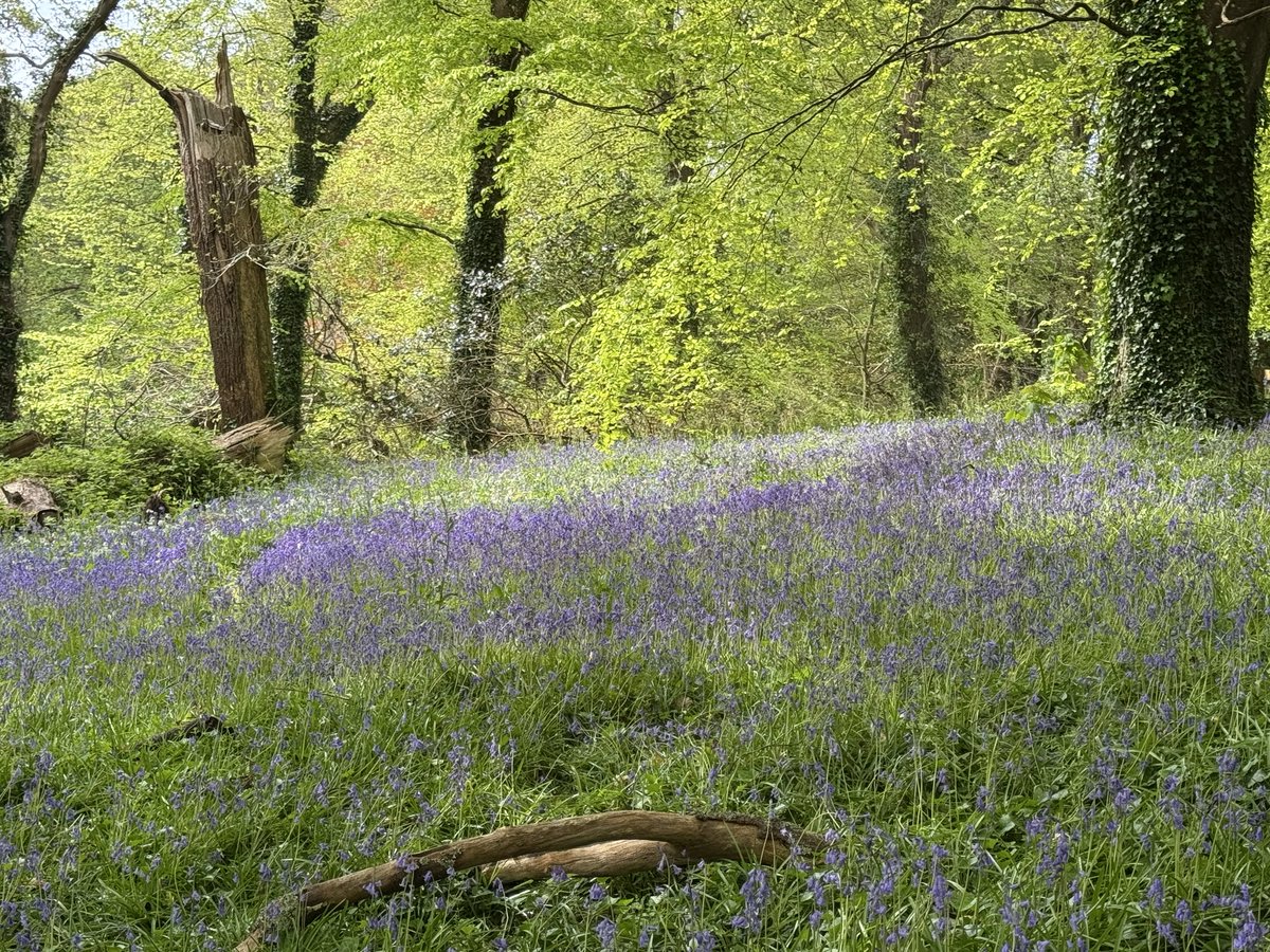 JackiHicks's tweet image. Lots of pretty bluebells on our walk at Penrose this morning 💜 @NTSouthWest @nationaltrust #myphotography #nofilterneeded