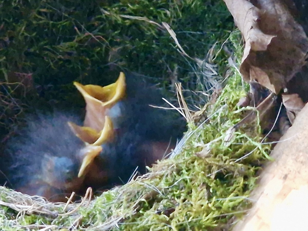 writersorcha's tweet photo. Beltane.
What an auspicious day to fledge.
Be safe, live well, little robins. 😊

Blessed Be. https://t.co/MbS7b6fYYu