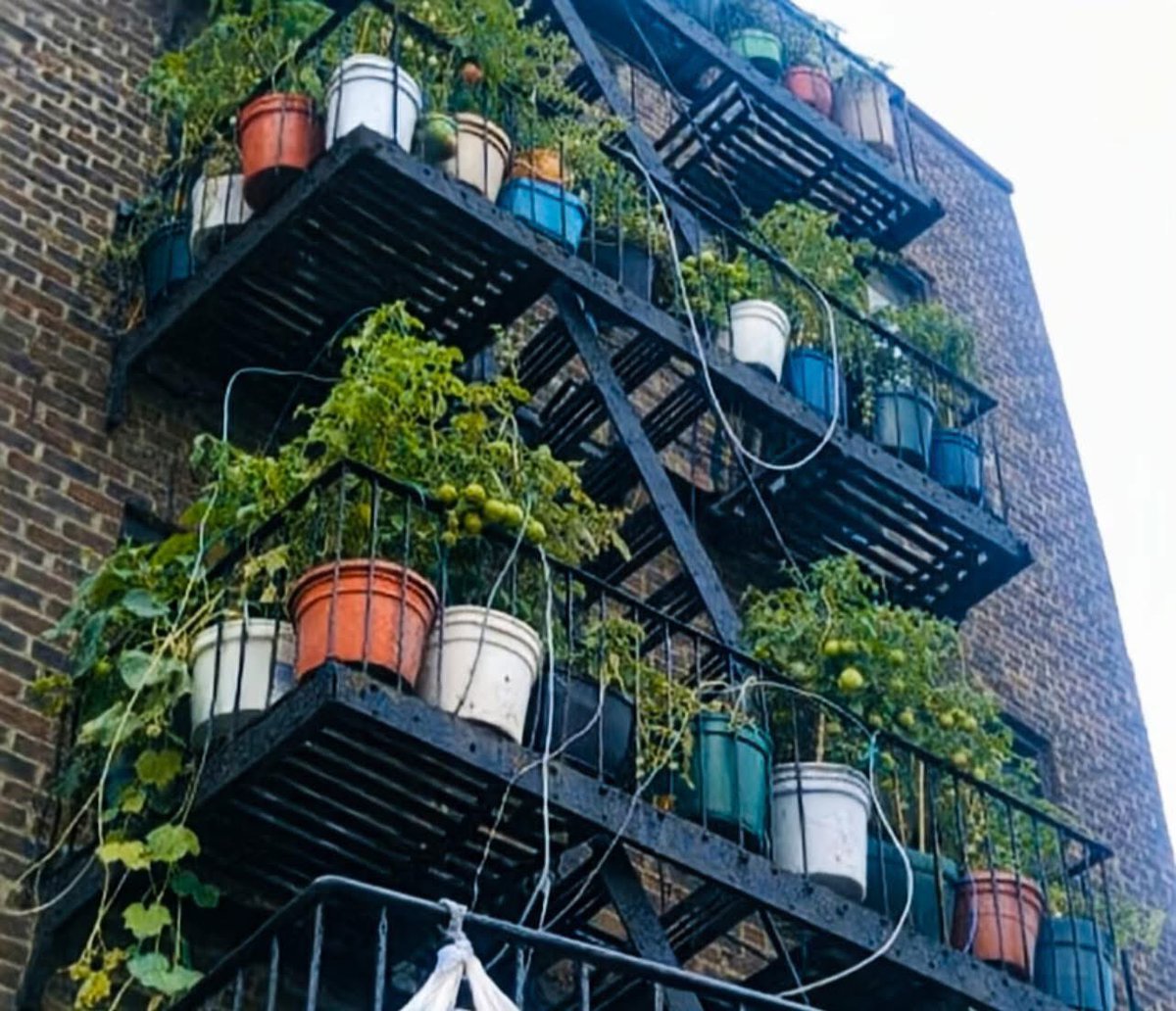 MrPitbull07's tweet image. Nobody said anything when Mrs. Pak started zip-tying planters to the fire escape on the fourth floor. That was March 2021. By August, she had forty-seven containers running up six flights - tomatoes, peppers, cucumbers, herbs - connected by a drip line shed rigged from her