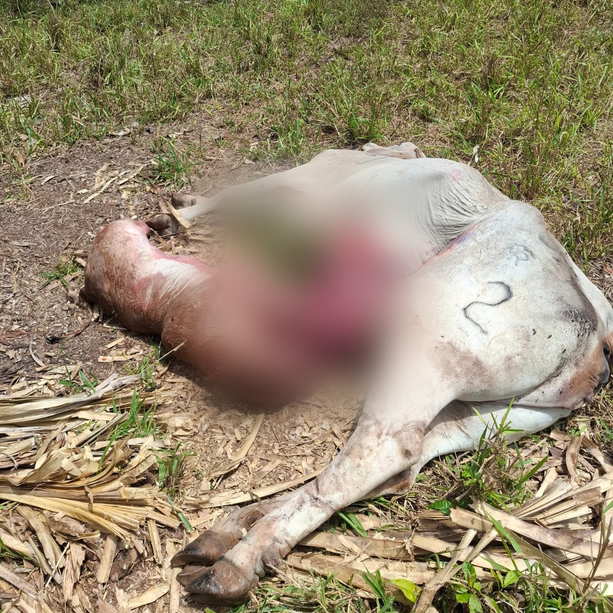 ISA_PMA's tweet photo. El Instituto de Seguro Agropecuario gestionará el pago de indemnización a un productor que mantenía asegurada una vaca con la institución y que murió durante las labores de parto, hecho ocurrido en el corregimiento de río Congo, provincia de Darién. https://t.co/PnSA5ve0ys
