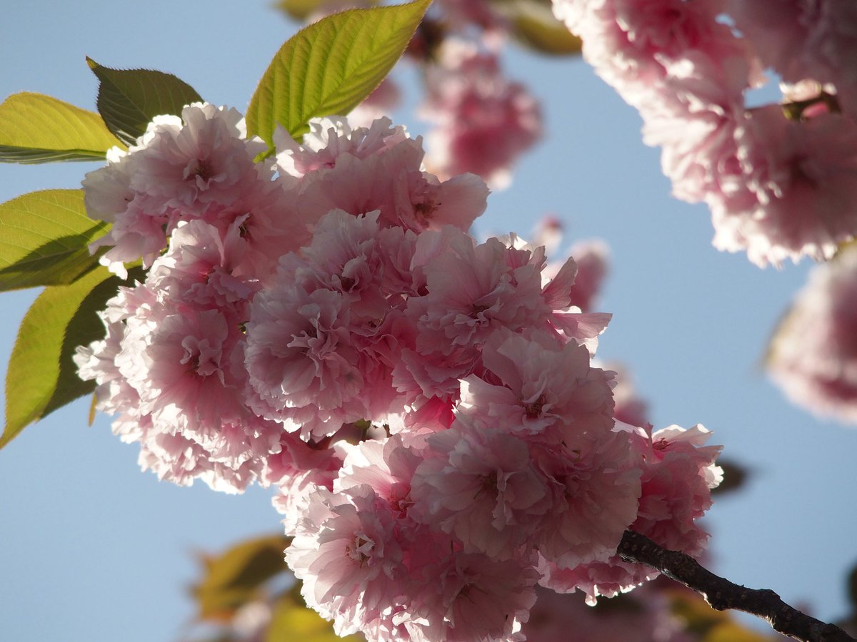 14fukinotou's tweet image. #植物
#花
#flower
#風景
#景色
#写真
#カメラ
#オリンパス
#photograph
#photography