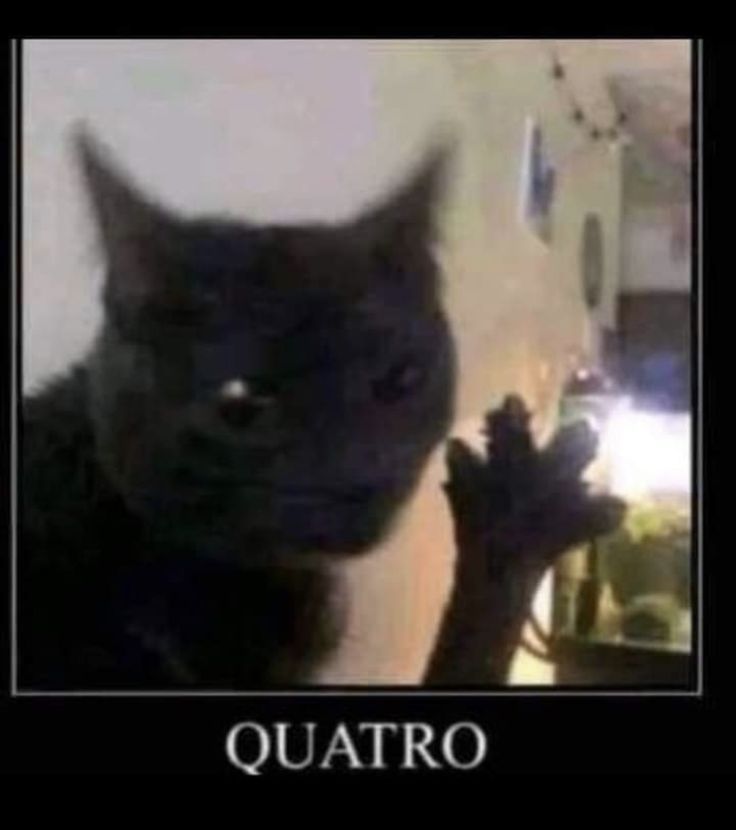 BlackCat tweet media