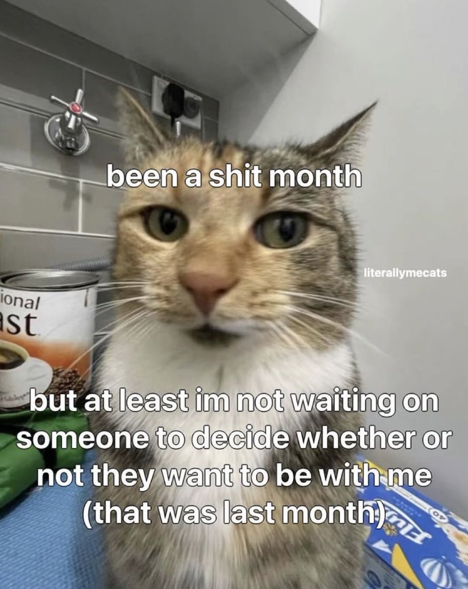 LiterallyMeCats tweet media
