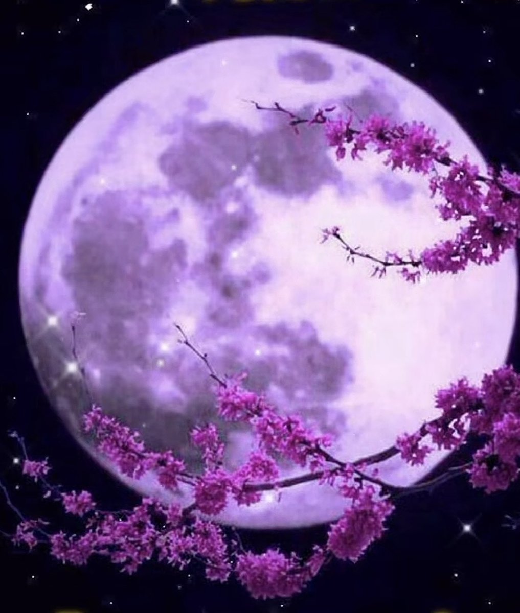 🫧紫音💜 tweet media
