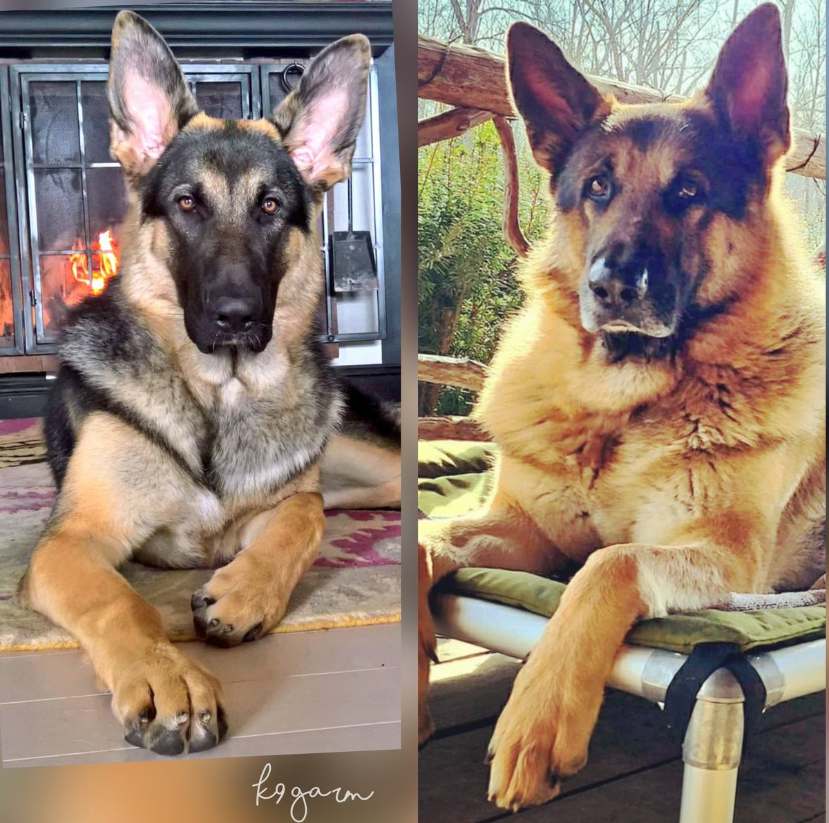 K9Garm's tweet image. The moose at 9 months old and according to my notes, 105 lbs. And the moose at 8 years old, around 147 lbs. Amazing how much he grew and how his mask and coat changed. His head and neck grew until 5 years old. All those male hormones make for good muscle and bone structure. Its