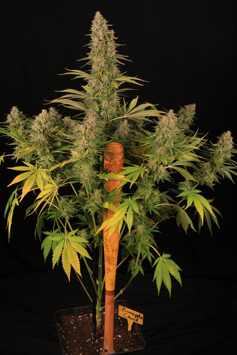 cultivotoni13's tweet photo. #pineapplechunk de @BarneysAms
#toni13 https://t.co/F1OXBEBDpl