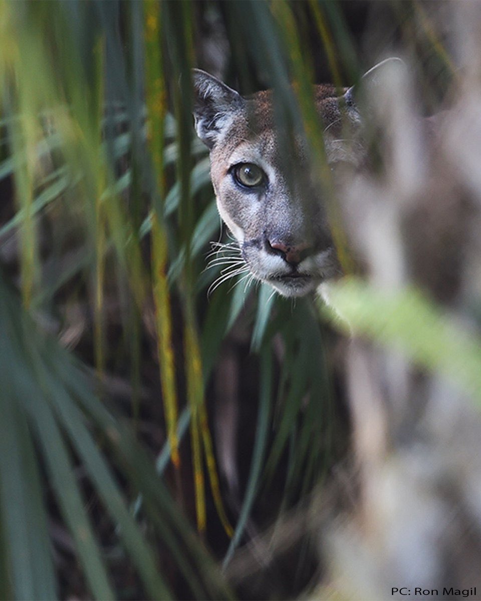 DLoLobo's tweet image. Watching, waiting…

#TimeToHunt