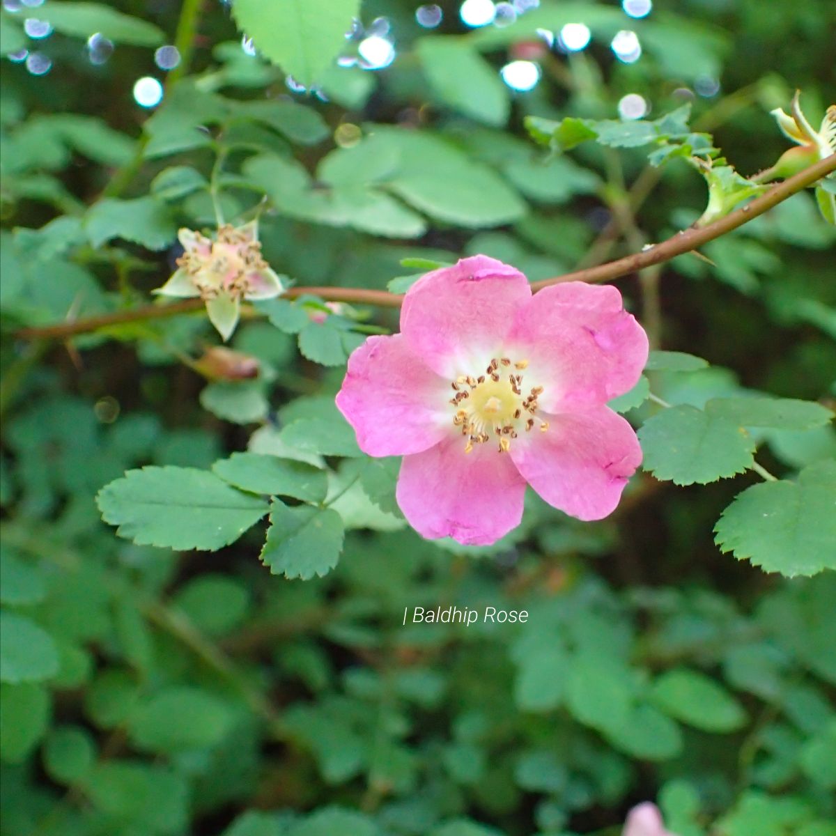 SeaLandscapes's tweet image. We encourage #homeowners to plant natives because we believe that this sense of belonging also inspires them to care for our region.
