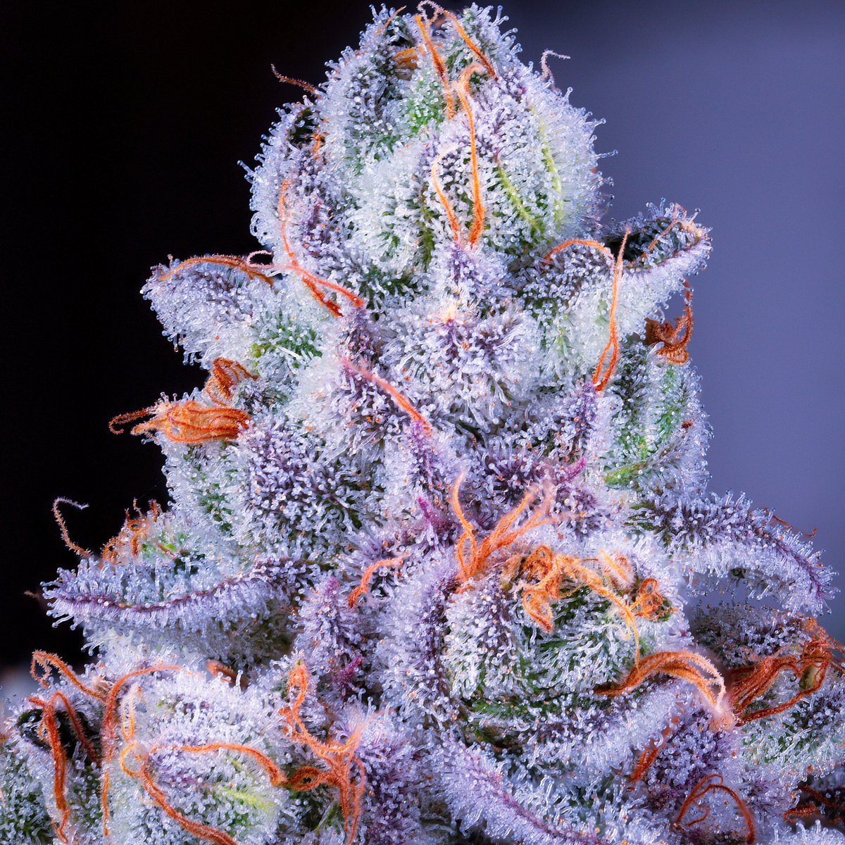 Romulan Genetics tweet media