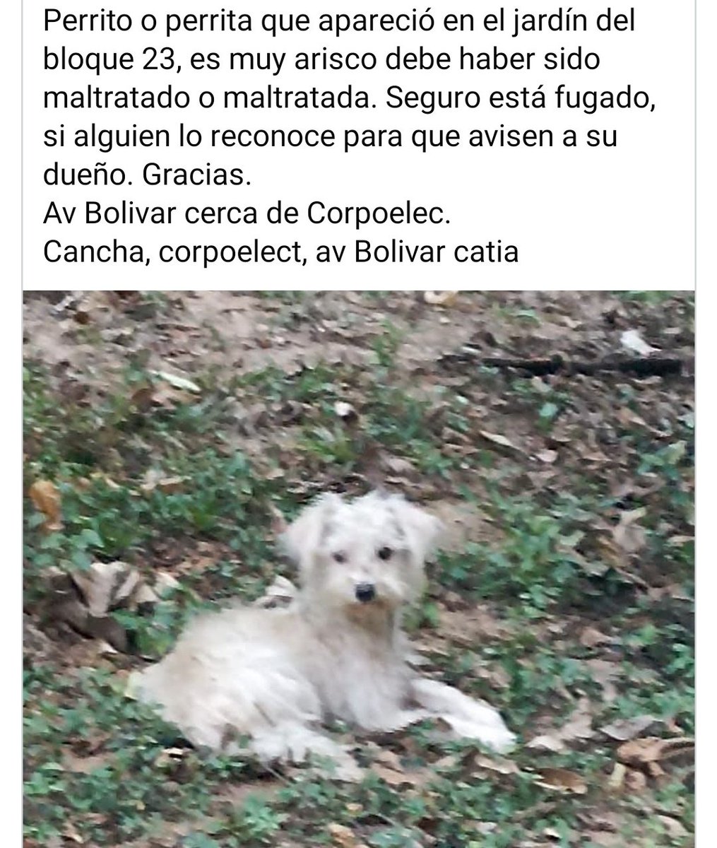 PerroUsuario Wof '•' tweet media
