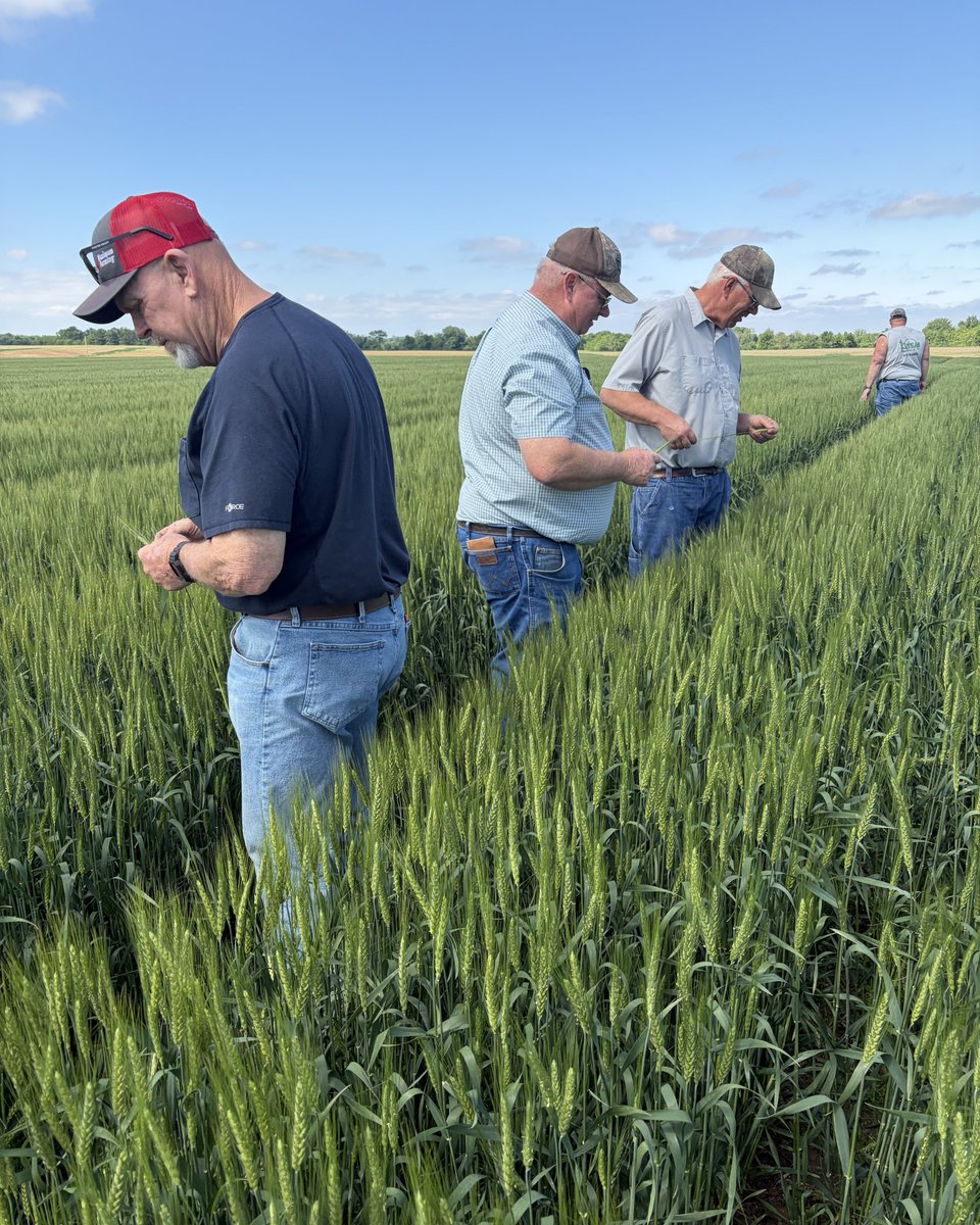 AgSpectrumCo's tweet photo. Wheat is looking great for this #MaximumFarming customer in southern IL! 🌾This week, their associate and company technical experts joined them in the field to check plant health and grain fill.

This marks Service Check 3 out of 5 that our independent associates complete with farmers throughout the year.