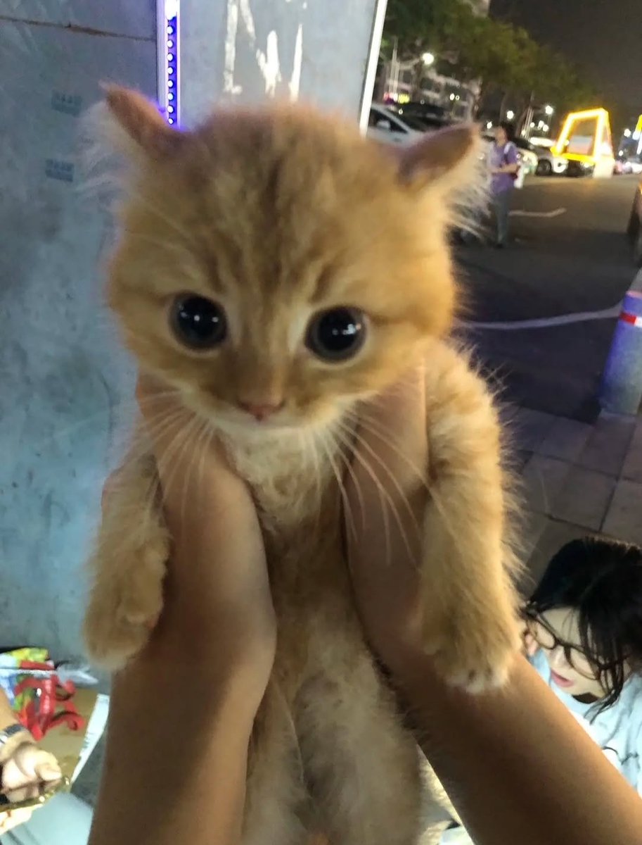 CuteLittleCats🐱 tweet media