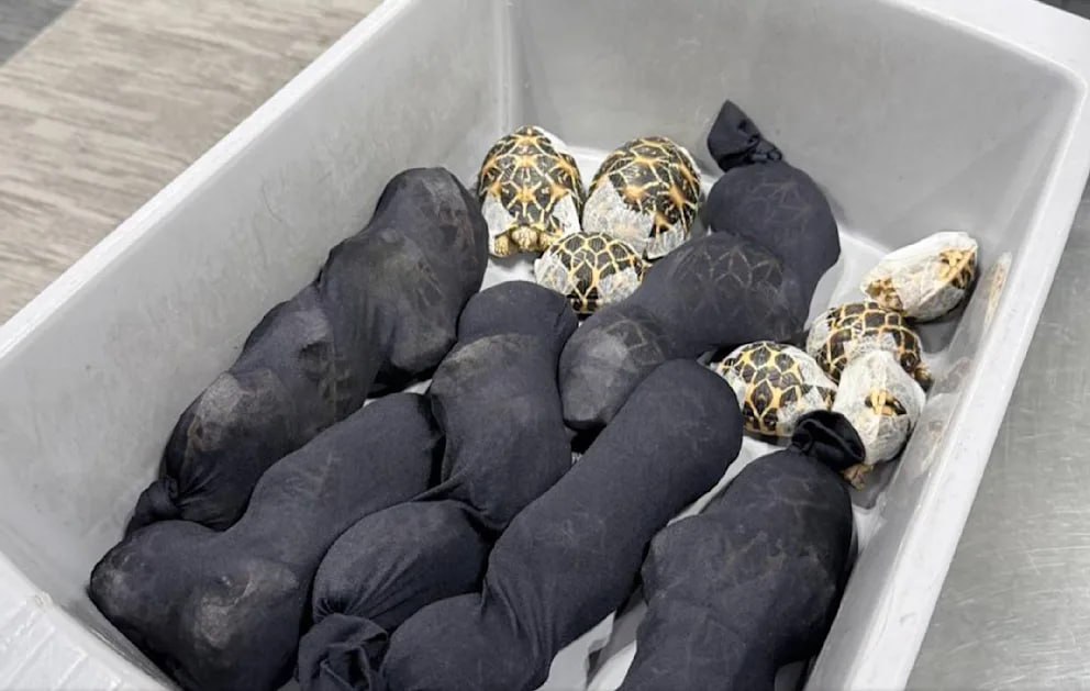 NEXTA tweet media