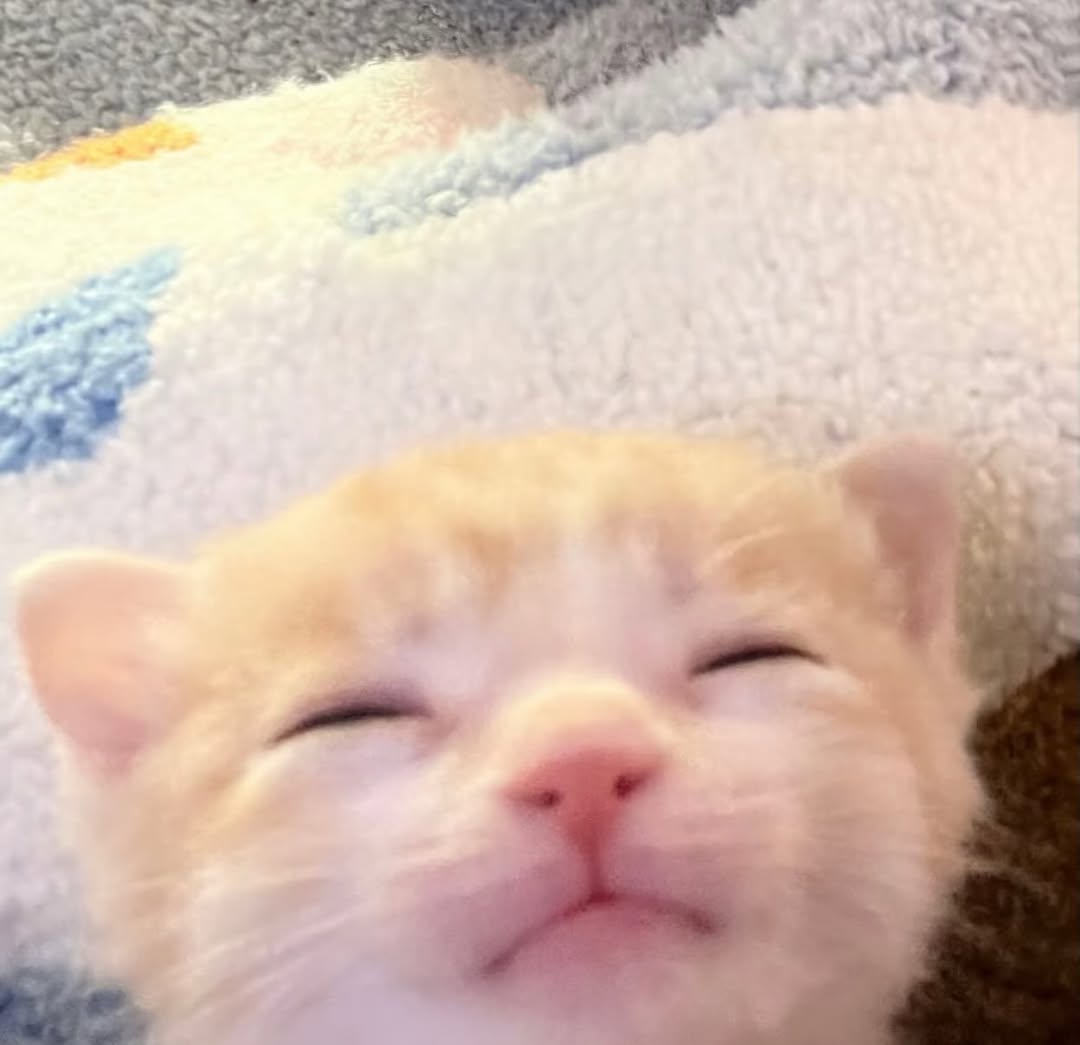 No Cats No Life tweet media