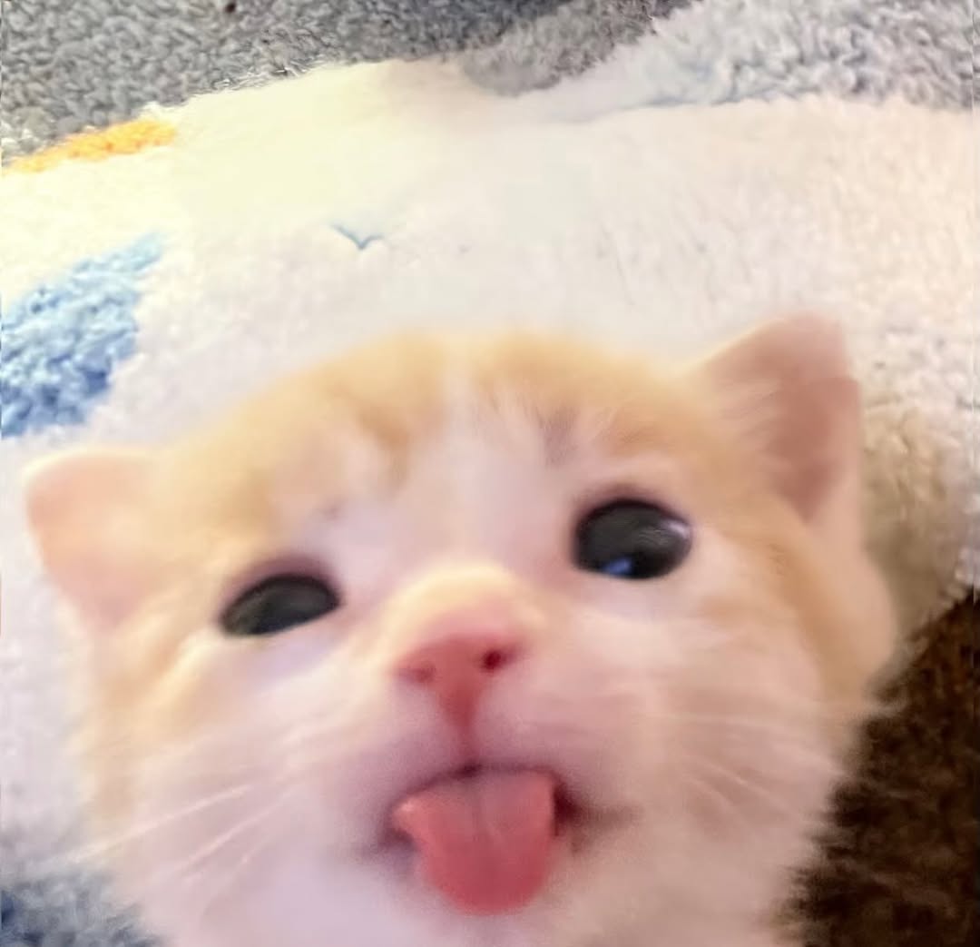 No Cats No Life tweet media