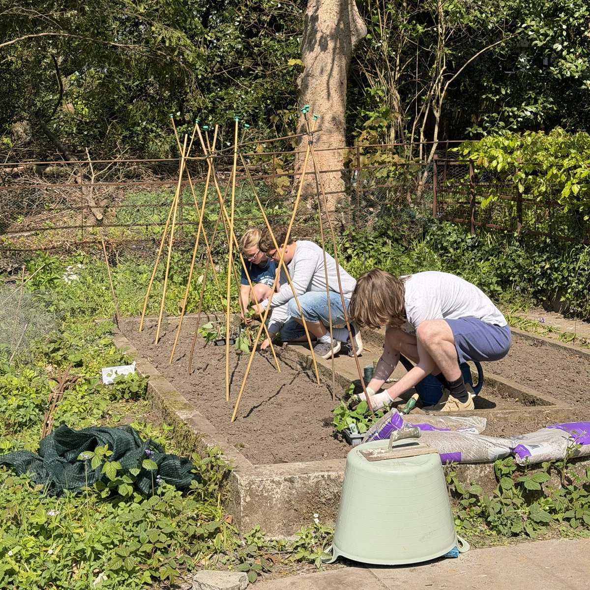 trevscollege's tweet image. Fantastic to welcome so many students, staff and SCR members to the @trevscollege allotment this afternoon! We planted lots of seedlings ranging from beans and peas to strawberries and sweetcorn - we look forward to further sessions soon! #TrevelyanCollege #explore #community