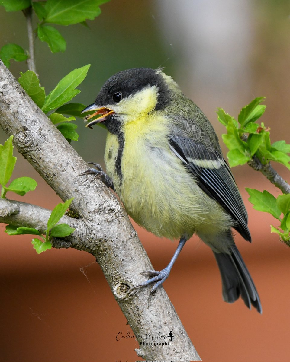 catmarie1812's tweet image. Saga mésanges charbonnière ce weekend 💛

Aujourd'hui une nichée a investi le jardin.
Cette jeune charbonnière a appris avec ses parents à chasser les insectes. C'est ainsi que tout naturellement elle nettoie mon Altéa. 
Zoomez sur le bec 👀 j'ai eu de la chance

#birdphotography