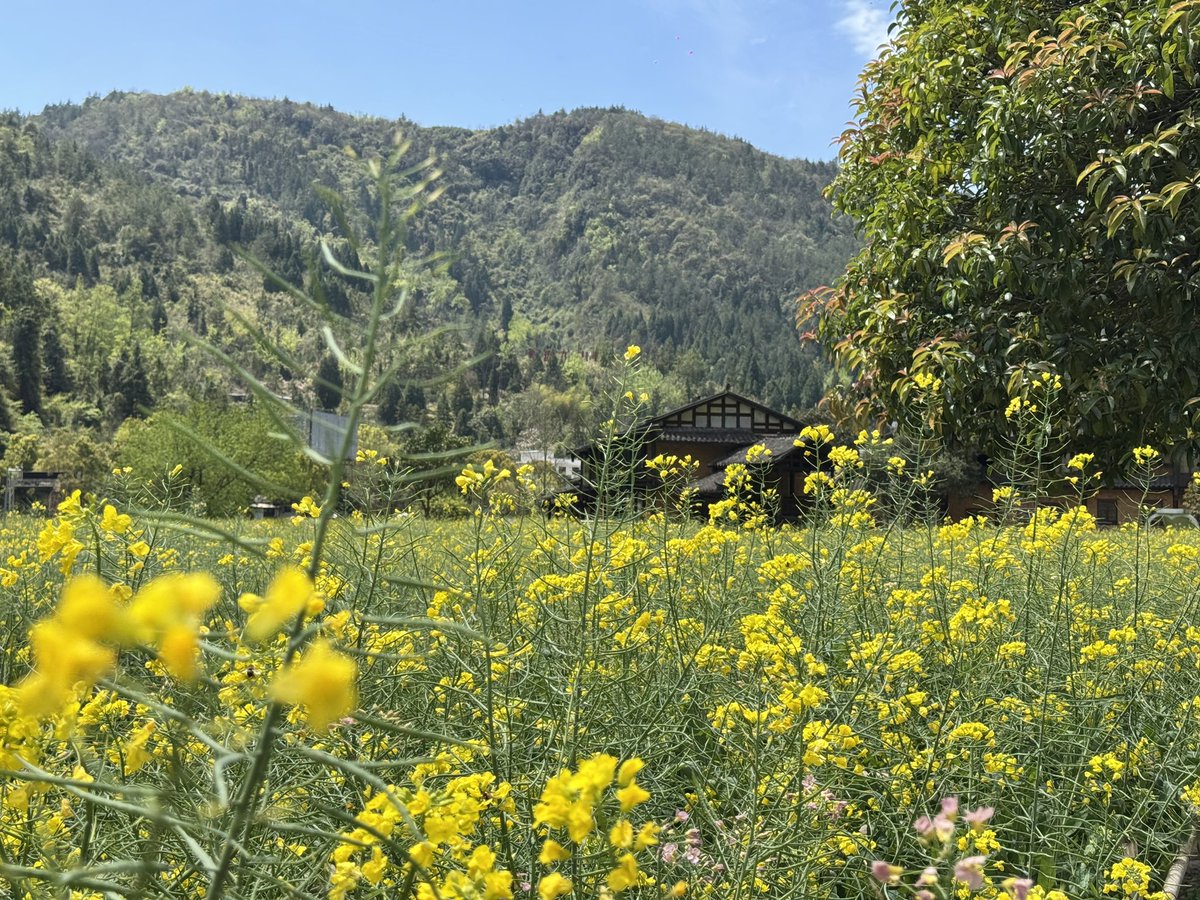 eimiko917's tweet photo. The most pleasant season is coming🌿 https://t.co/IY8cgJzZCd