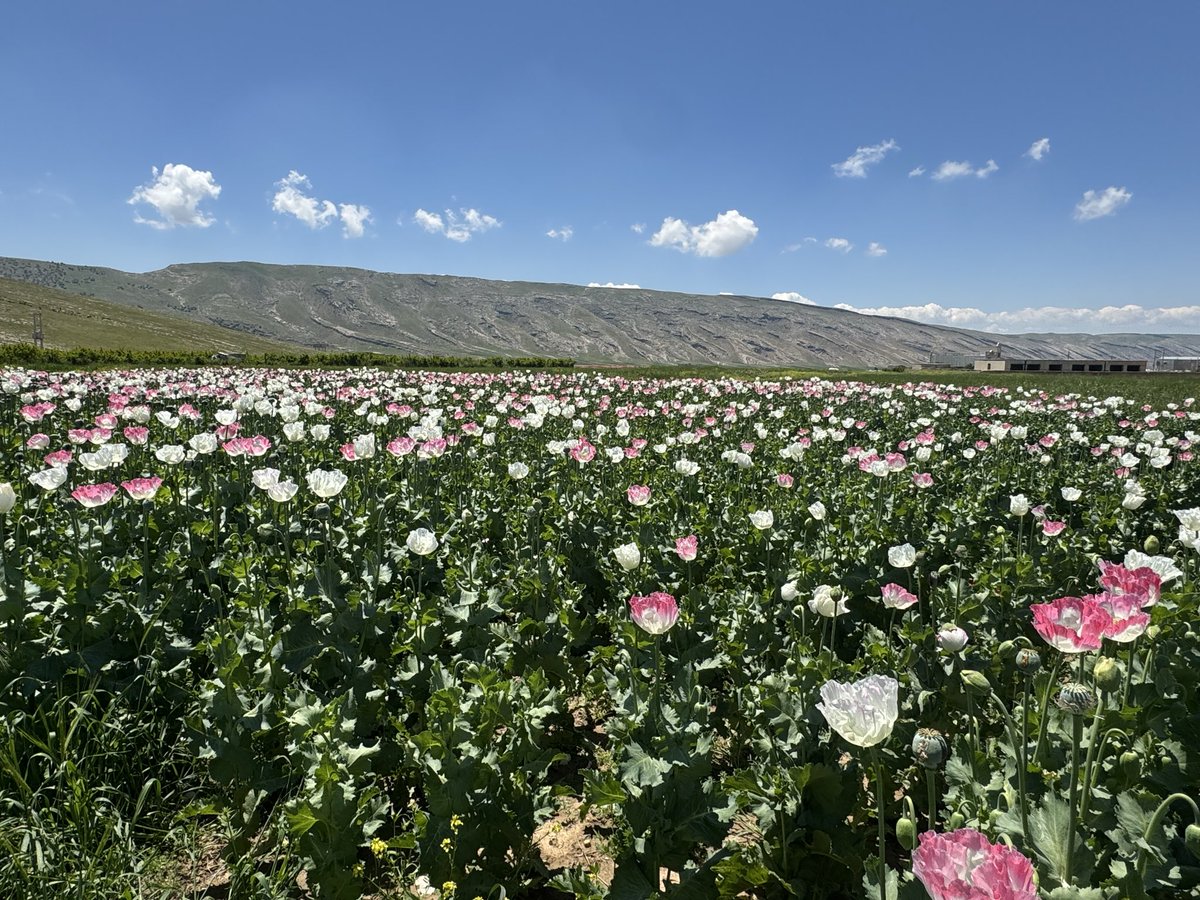 Lily of the Valley🇮🇷 tweet media