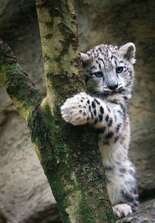 THE ANIMAL WORLD NATURE tweet media