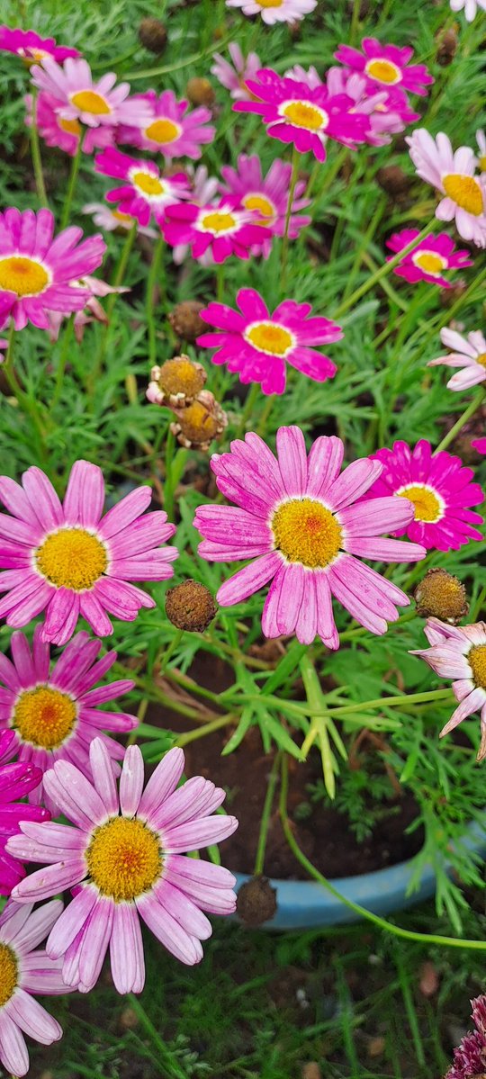 Travelsandphoto's tweet image. Fleurs 🌸 de printemps. 

#flower #Fleurs #couleurs #printemps