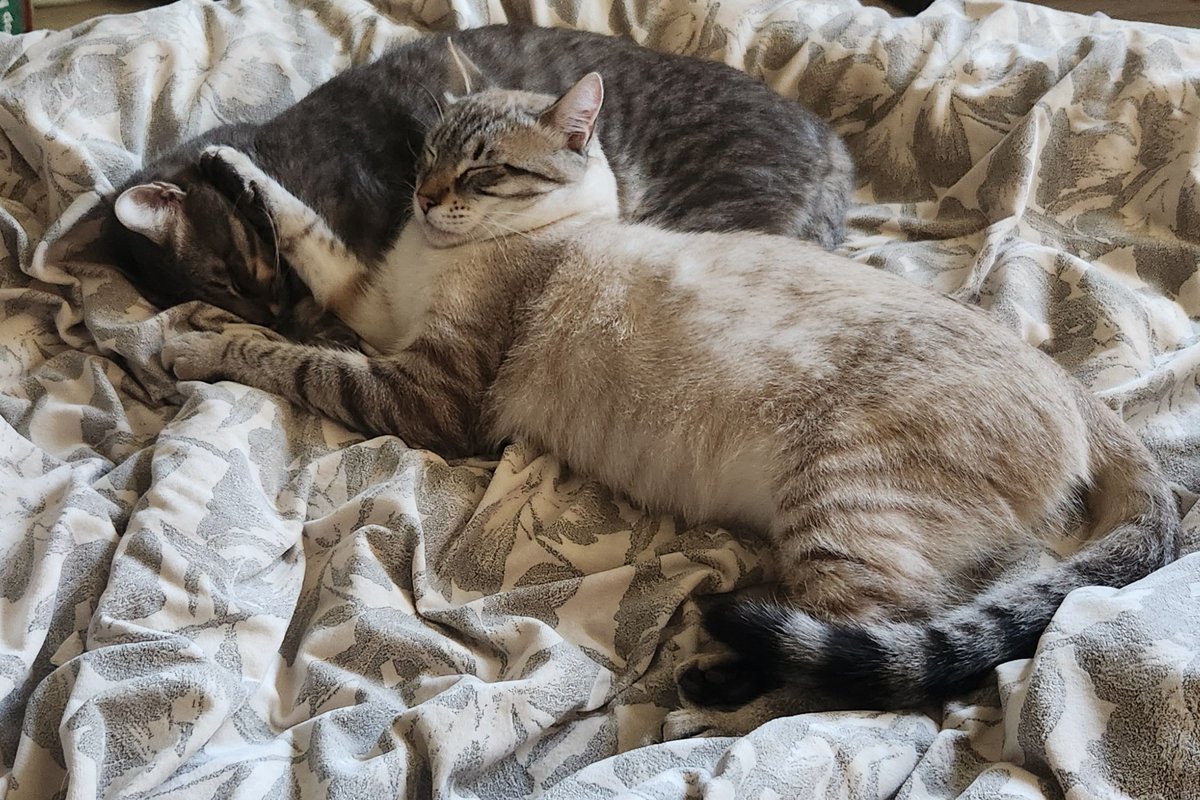 lentil & bowser 🩶 walter & bonkers 🌈 tweet media