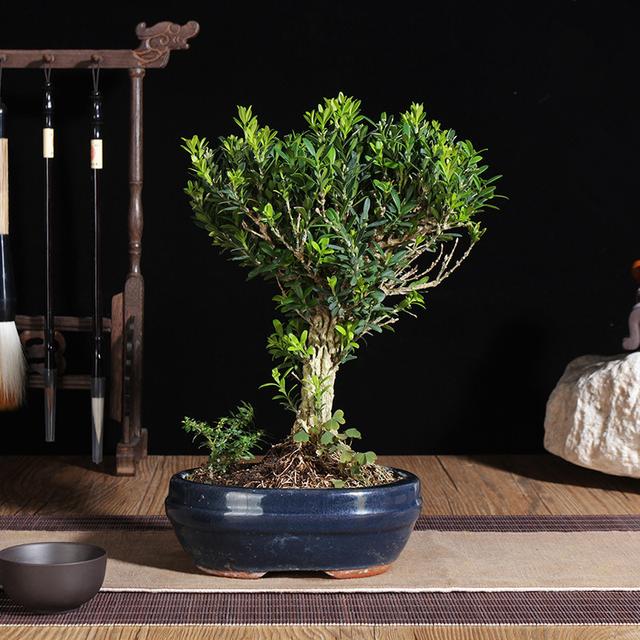 mnah27643813's tweet photo. "Desk Goals Minimal u0026 Functional   Clear surface = clear mind.  Add a potted succulent, a sleek lamp, and your go-to mug—done!  #DeskSetup #WorkSpaceInspo" https://t.co/BMcoINA0ex