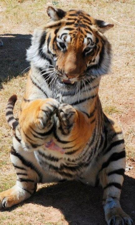 THE ANIMAL WORLD NATURE tweet media