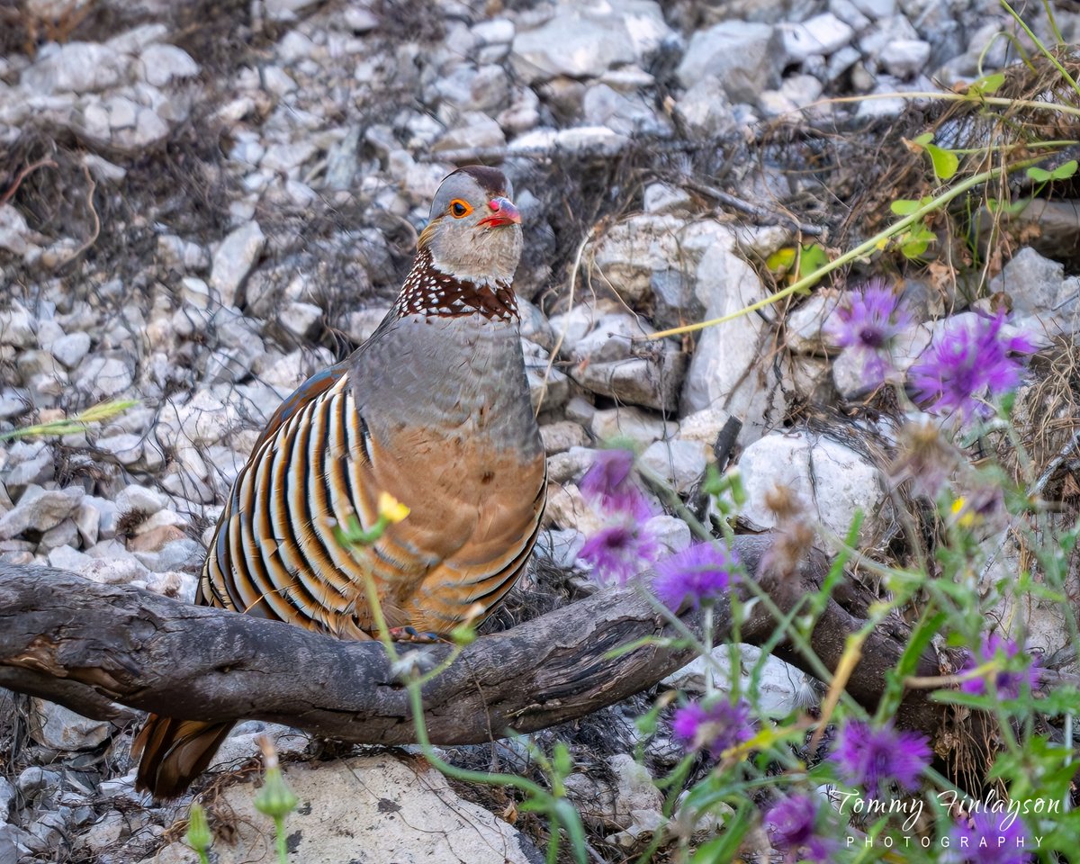 TommyFinlayson's tweet image. Barbary Partridge #Gibraltar #NationalBird #NikonZ8 #birding #BirdPhotography @GibReserve