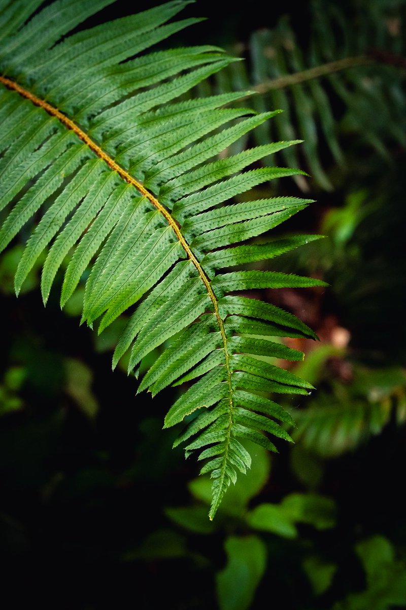 spncrmr's tweet photo. Ferns https://t.co/XMOEOD2naP