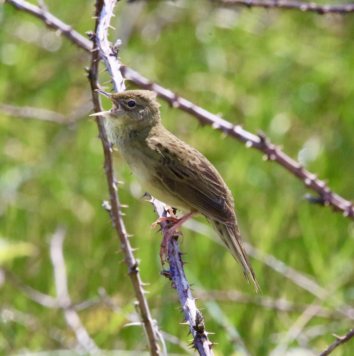 SHeadbirder's tweet image. Grasshopper warbler today on the Sheep’s Head. #birds #birdwatching