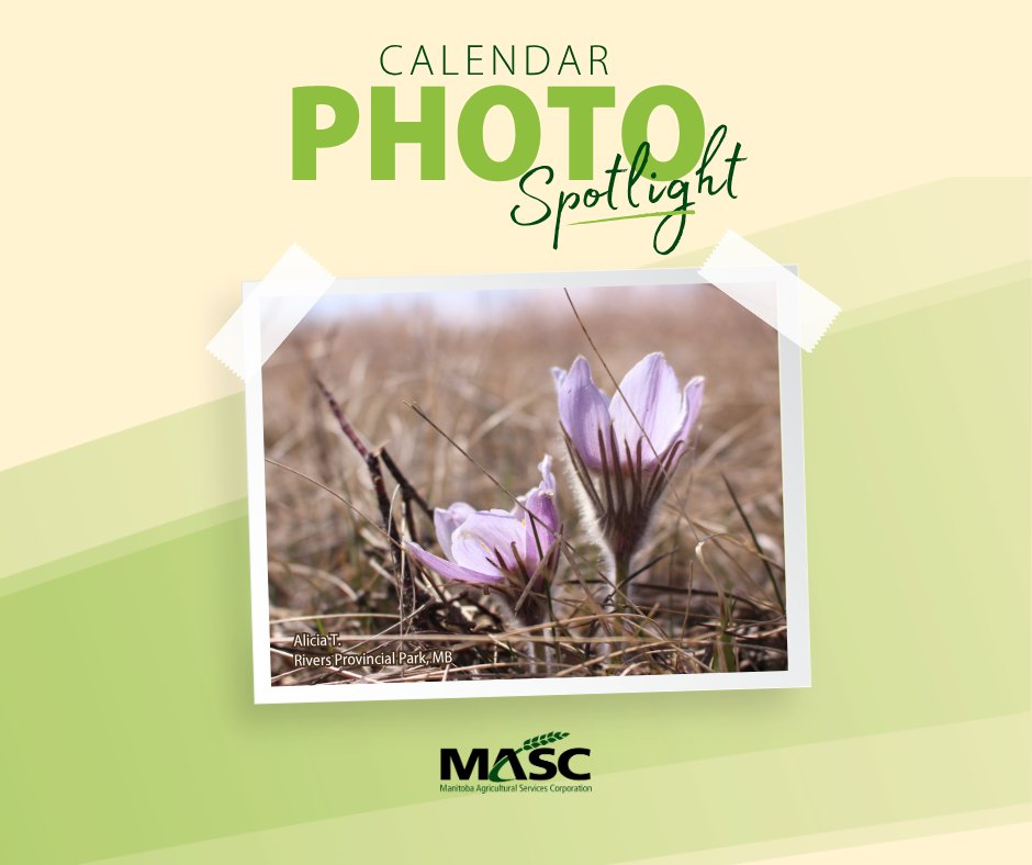 Manitoba Agricultural Services Corporation (MASC) tweet media