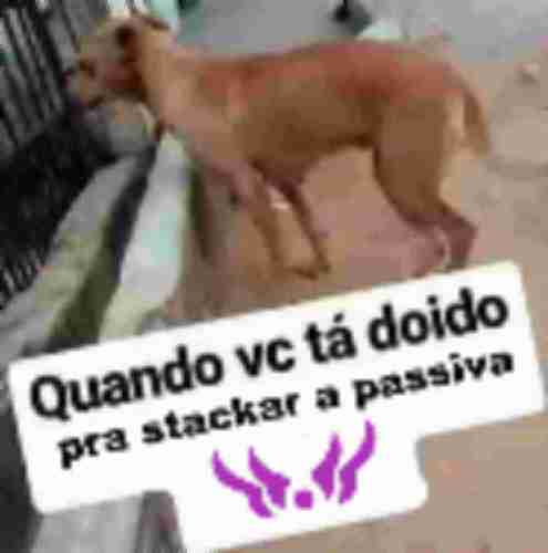 Acervo Kai'Sa tweet media
