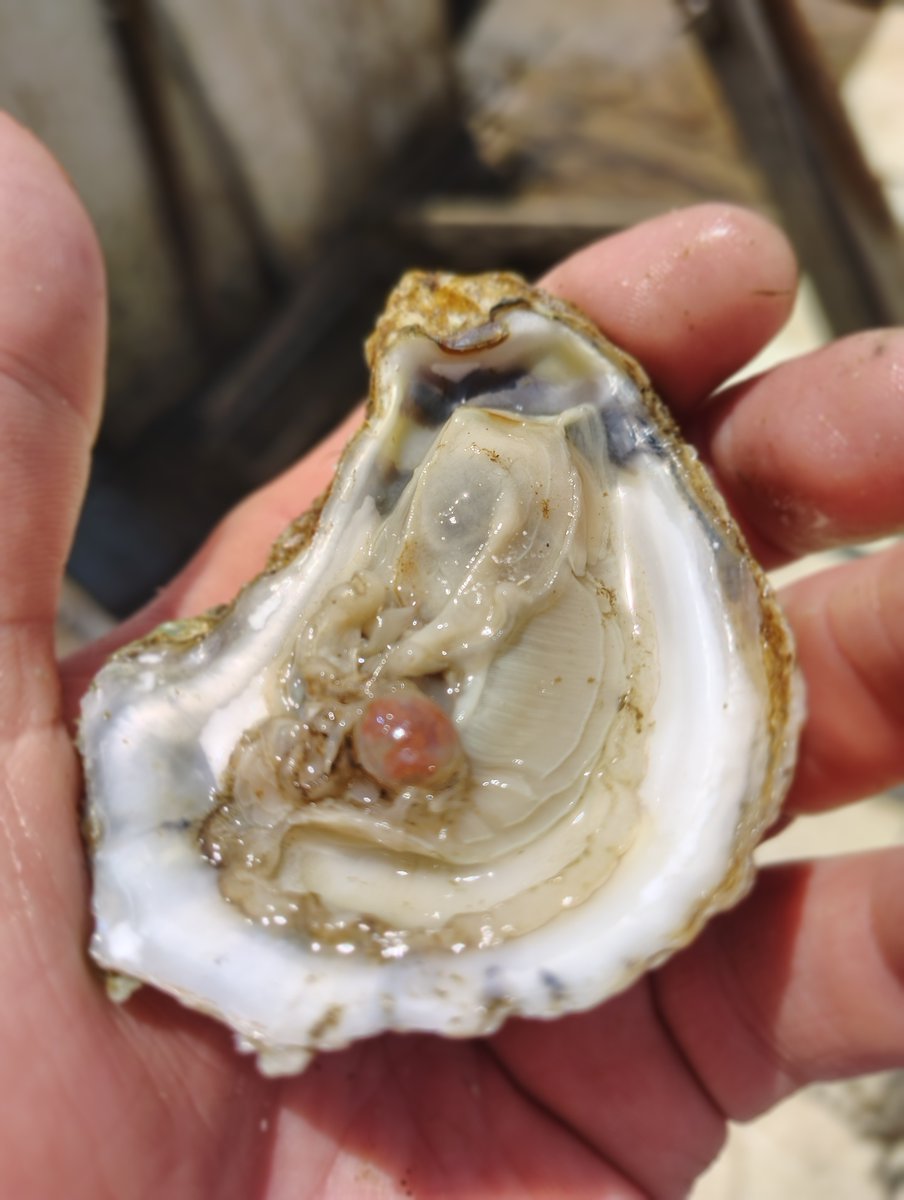 Oyster Cage Initiative tweet media