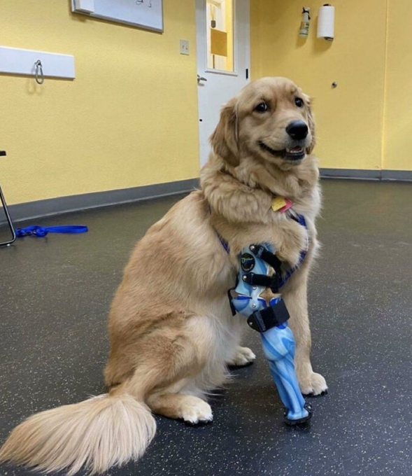 Best in Dogs tweet media