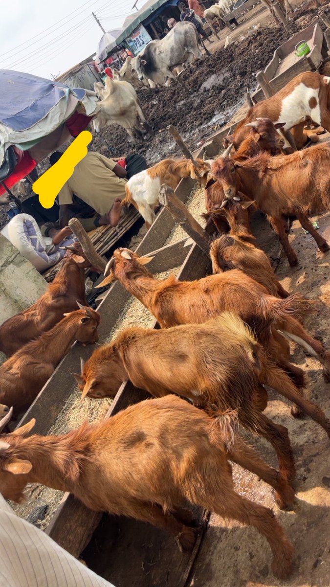 MOROUNTODUN. (AJOKEADE) tweet media