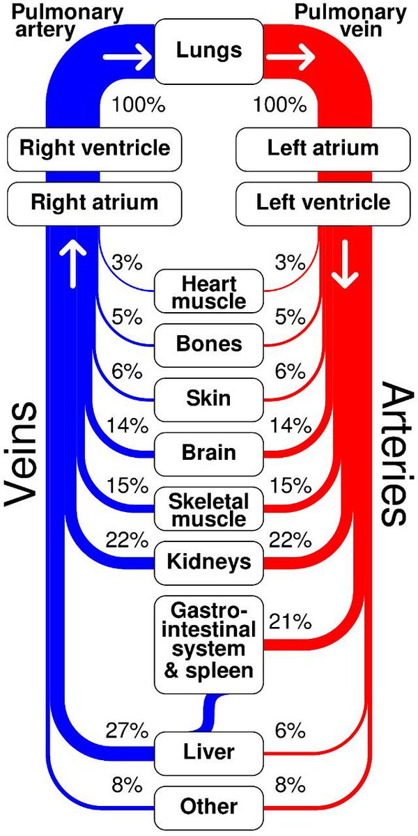 Organ blood flow and distribution of cardiac output
