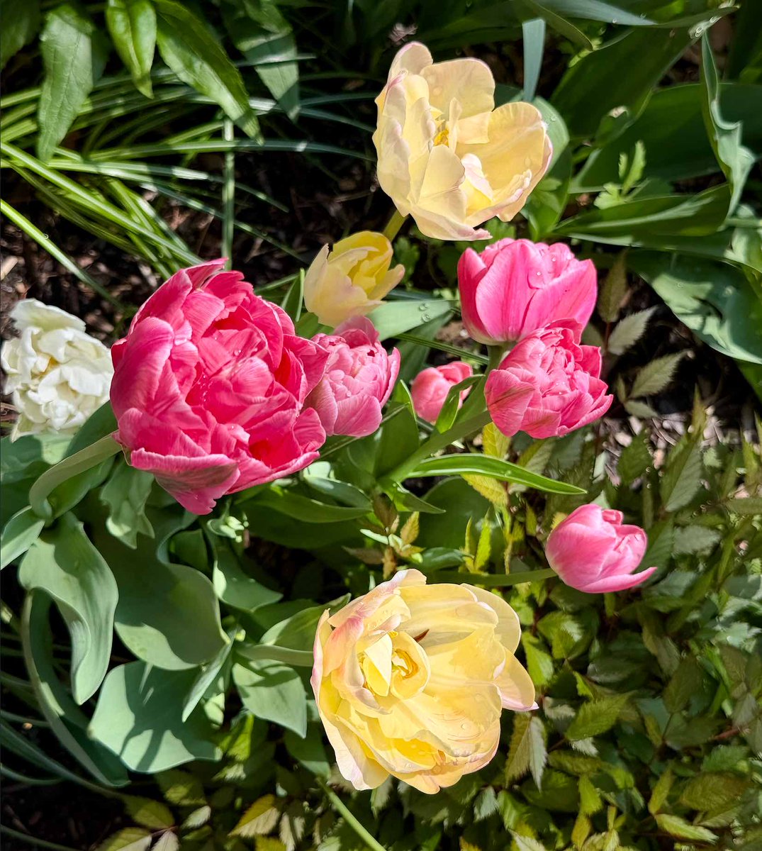 wiredprworks's tweet image. “May is the month of expectation, the month of wishes, the month of hope." Emily Brontë
May your May be magnificent!
Celebrating by sending you tulips as seen in Chicago and @MortonArboretum  last week  #thoughtleadership #naturephotography #chicago #FridayFlower #BarbaraRozgonyi