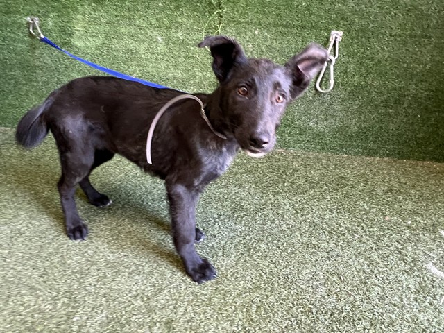 LancasterAnimalShelt tweet media