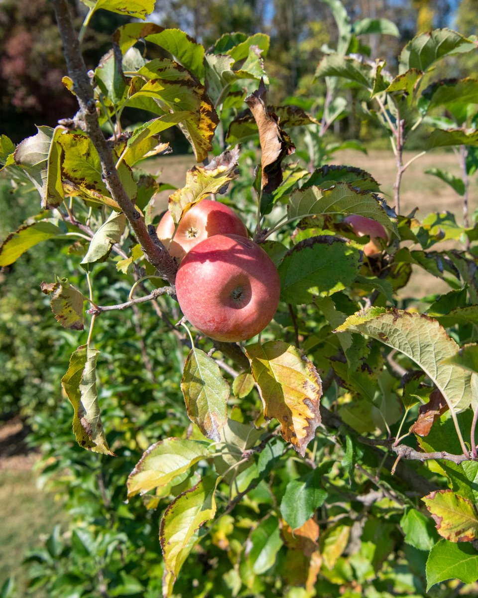 Stepp's Hillcrest Orchard tweet media