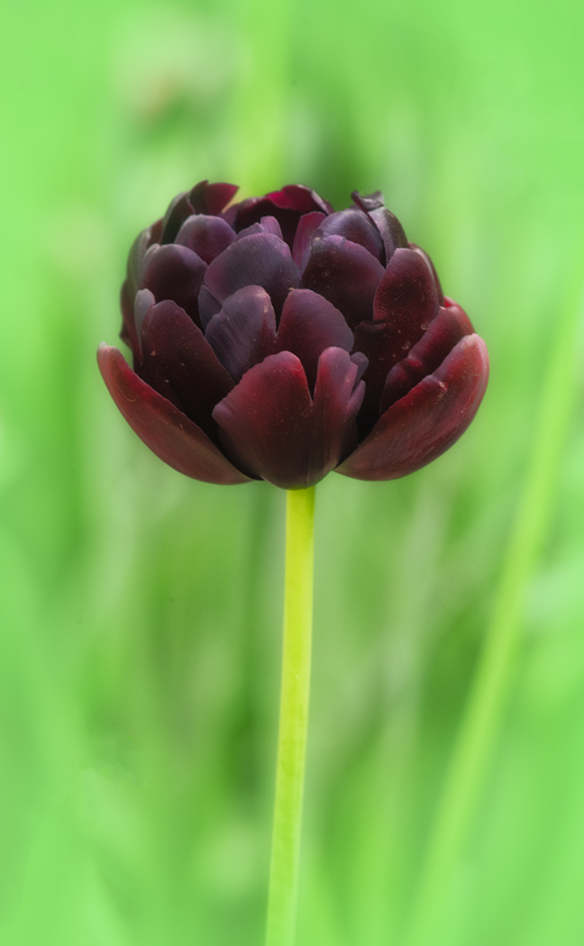 Sam_Alexandra23's tweet image. Good day Gang!  It's #Flower Friday and I attended the Harrison Tulip Festival yesterday with my friend Palmu. Can't wait to see your flower captures today as I was gone all day yesterday and missed you guys. 😊#Photography #Nature #People 📸