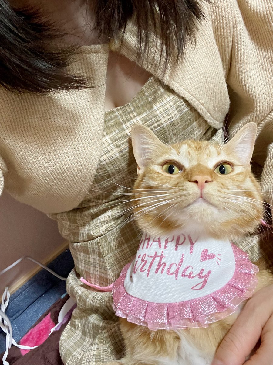 茶々丸๑꒰ o̴̶̷᷄ ·̭ o̴̶̷᷅ ꒱๑ tweet media