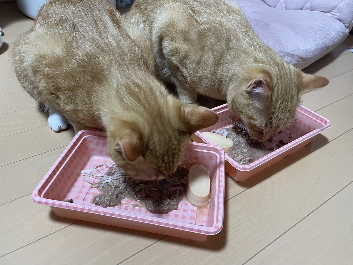 茶々丸๑꒰ o̴̶̷᷄ ·̭ o̴̶̷᷅ ꒱๑ tweet media