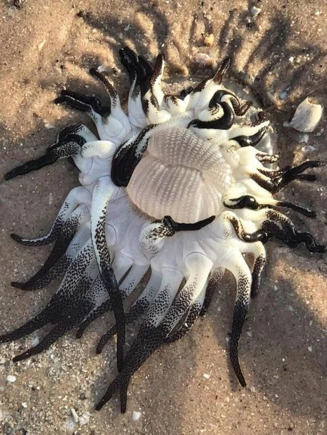 Nature is Amazing ☘️ tweet media