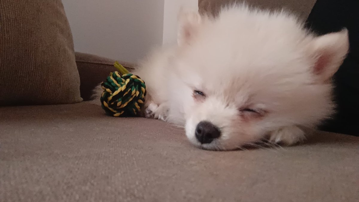 CirrusVal_'s tweet photo. Adopte un cachorrito https://t.co/3vxb3DwKDZ