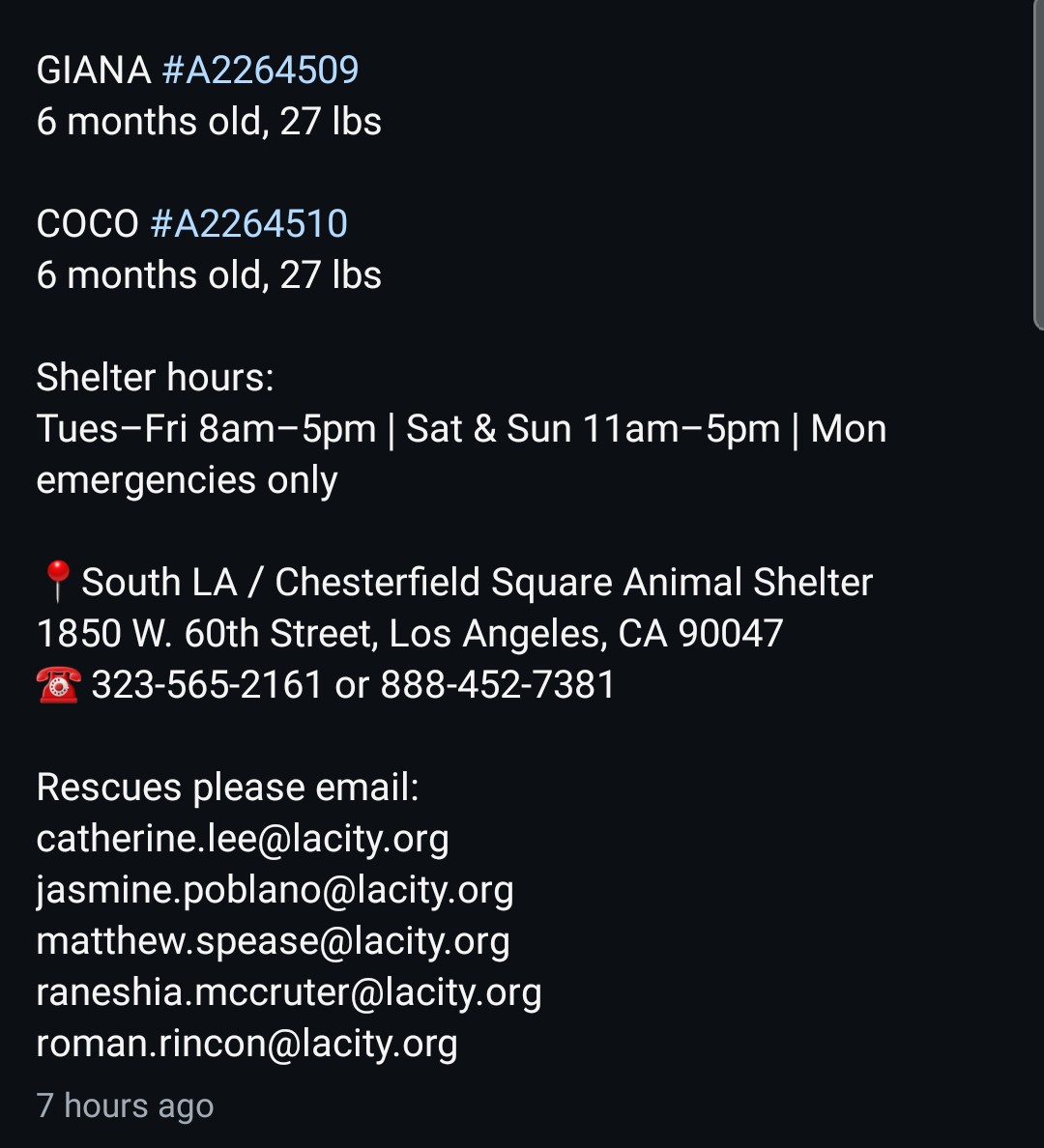 Foster a shelterpet at ZERO COST🐾 tweet media