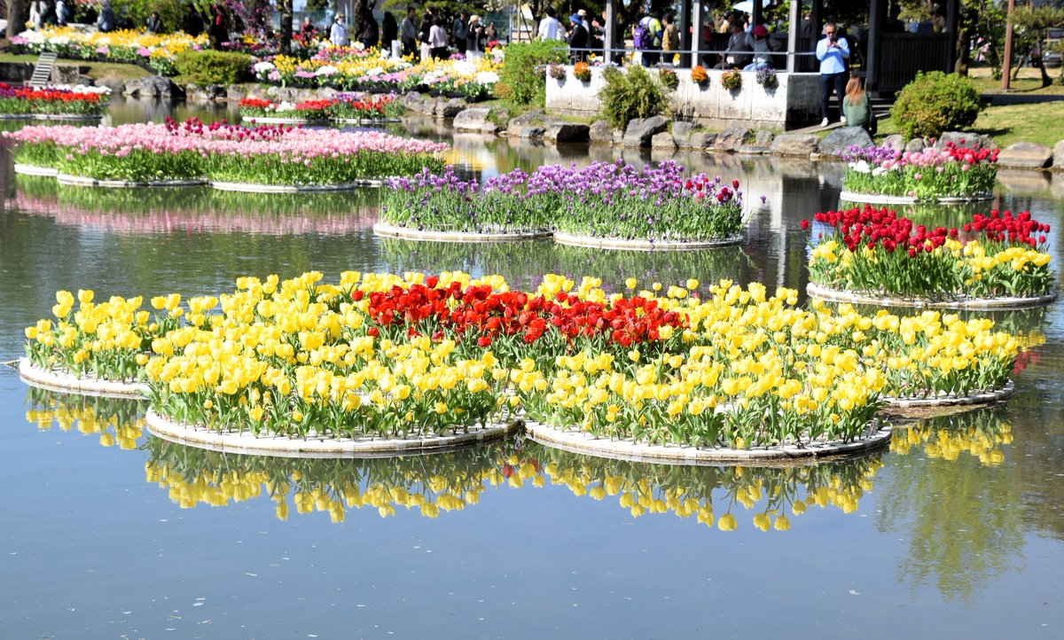 おはようございます🤗
水上花壇と水に映し出された
チューリップ🌷🌷
素敵な週末をお過ごしください🍀

＃トナミチューリップフェア