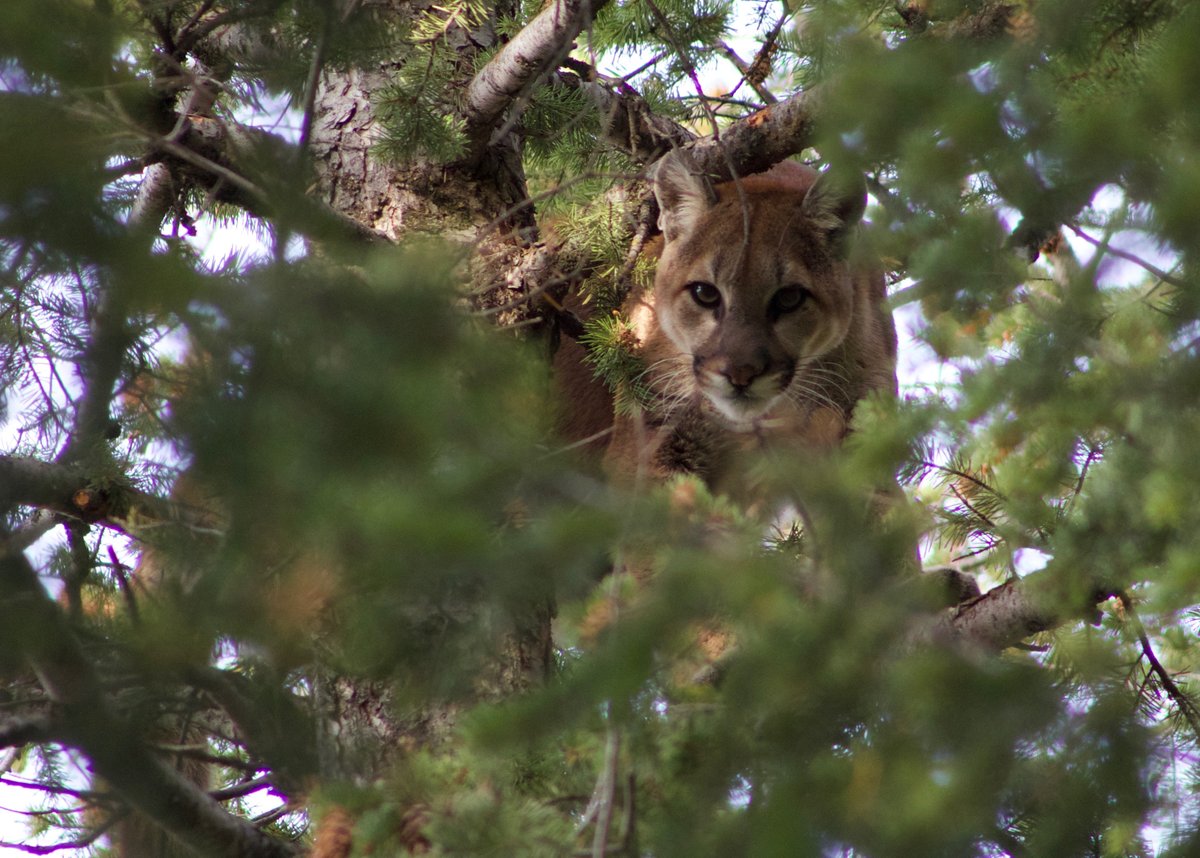 Wild Aware Utah tweet media