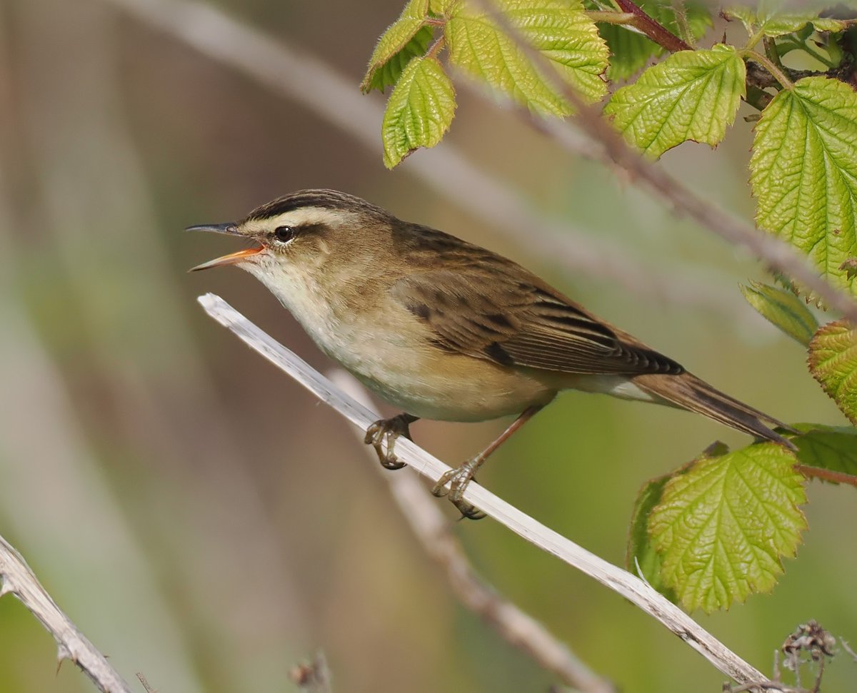 Anthrobirder's tweet photo. Sedge Warblers are arriving now at Girdle Ness and are singing vigorously. In eastern Scotland they seem to be happy in dry scrub as well as wetter areas. https://t.co/V7K03j1QiA